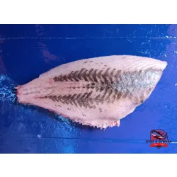 Flądra - tusza bez skóry